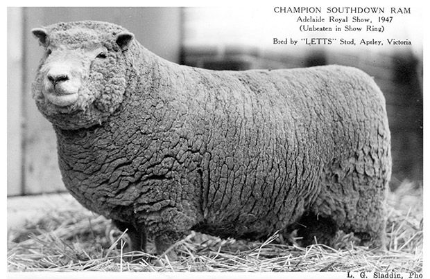 Champion Southdown Ram, Adelaide Royal Show 1947