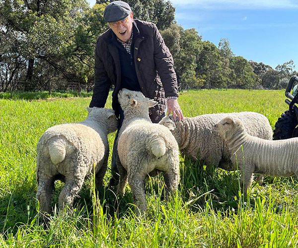 John and Babydoll Sheep
